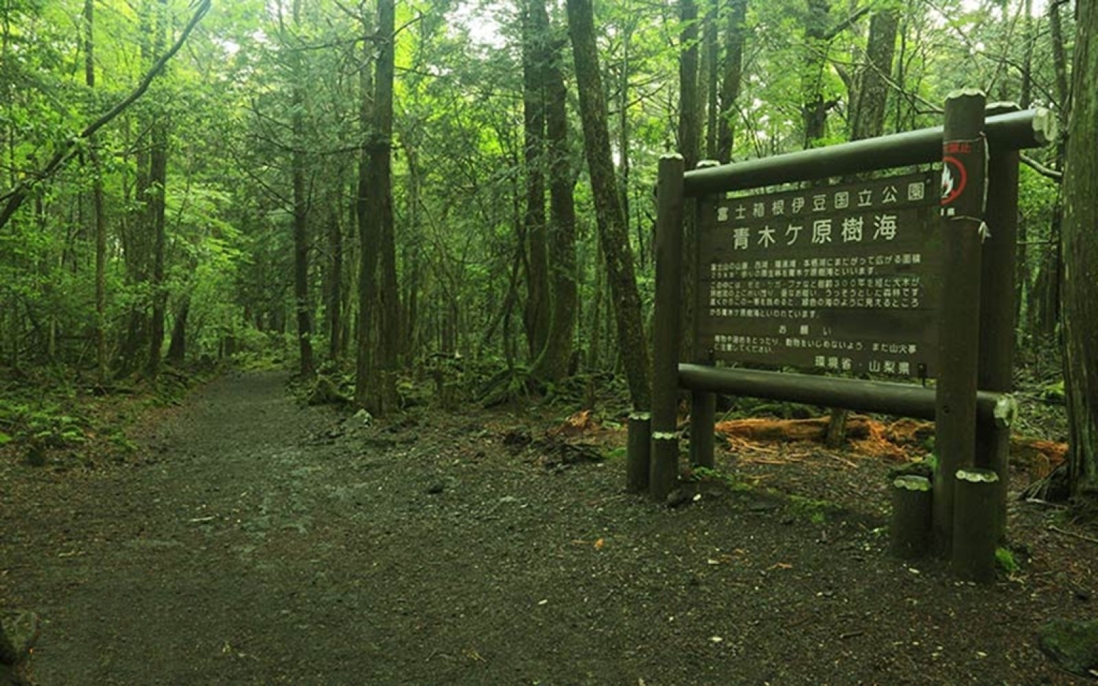 جنگل خودکشی ژاپن Aokigahara