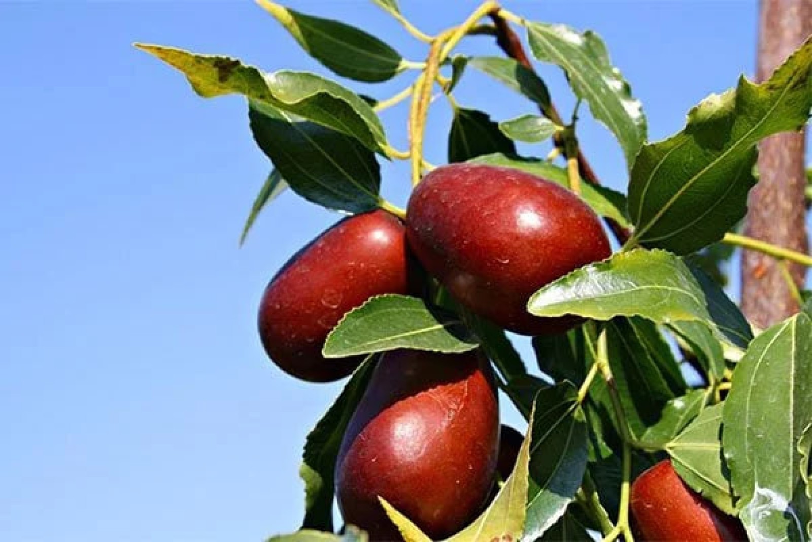 درخت و میوه عناب