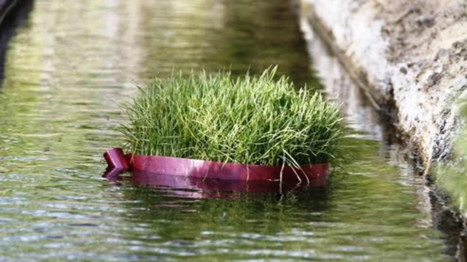 رها کردن سبزه در آب