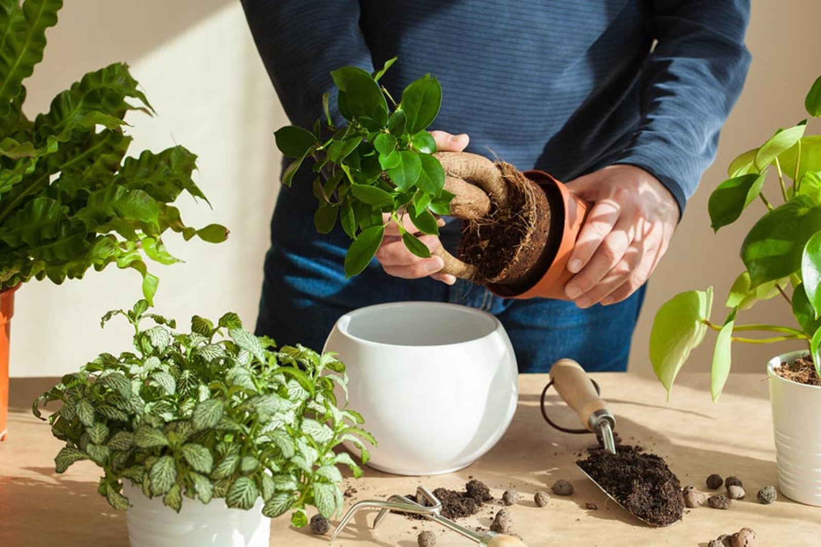 آماده سازی خاک برای کاشت توت فرنگی