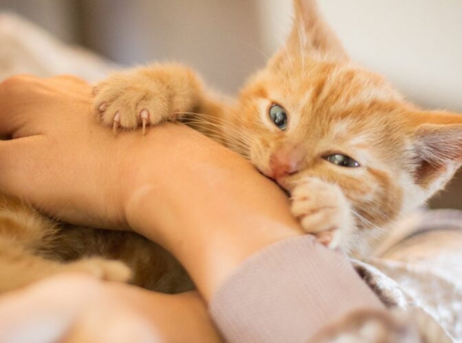 عادت های رفتاری گربه ها