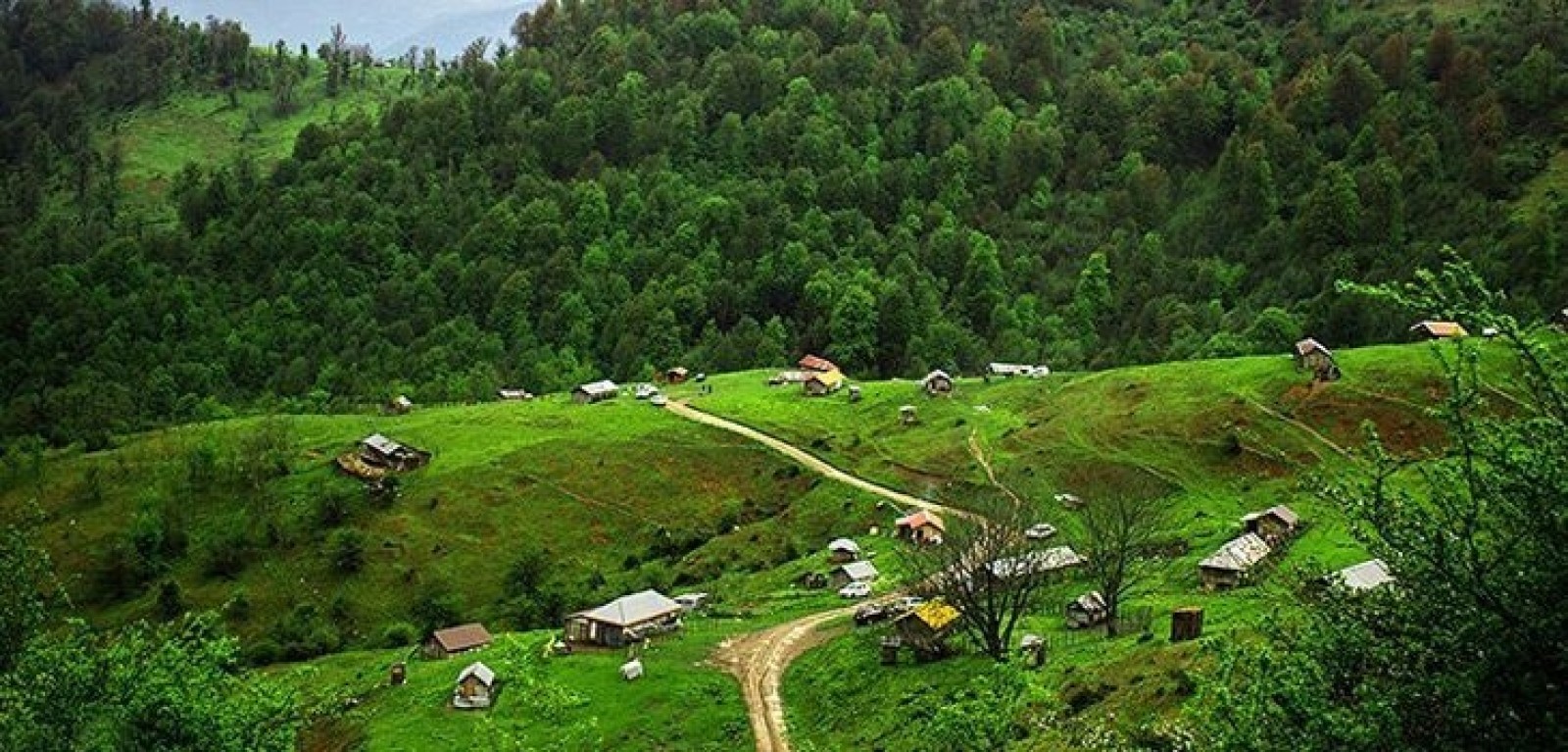 پوشش گیاهی شمال کشور