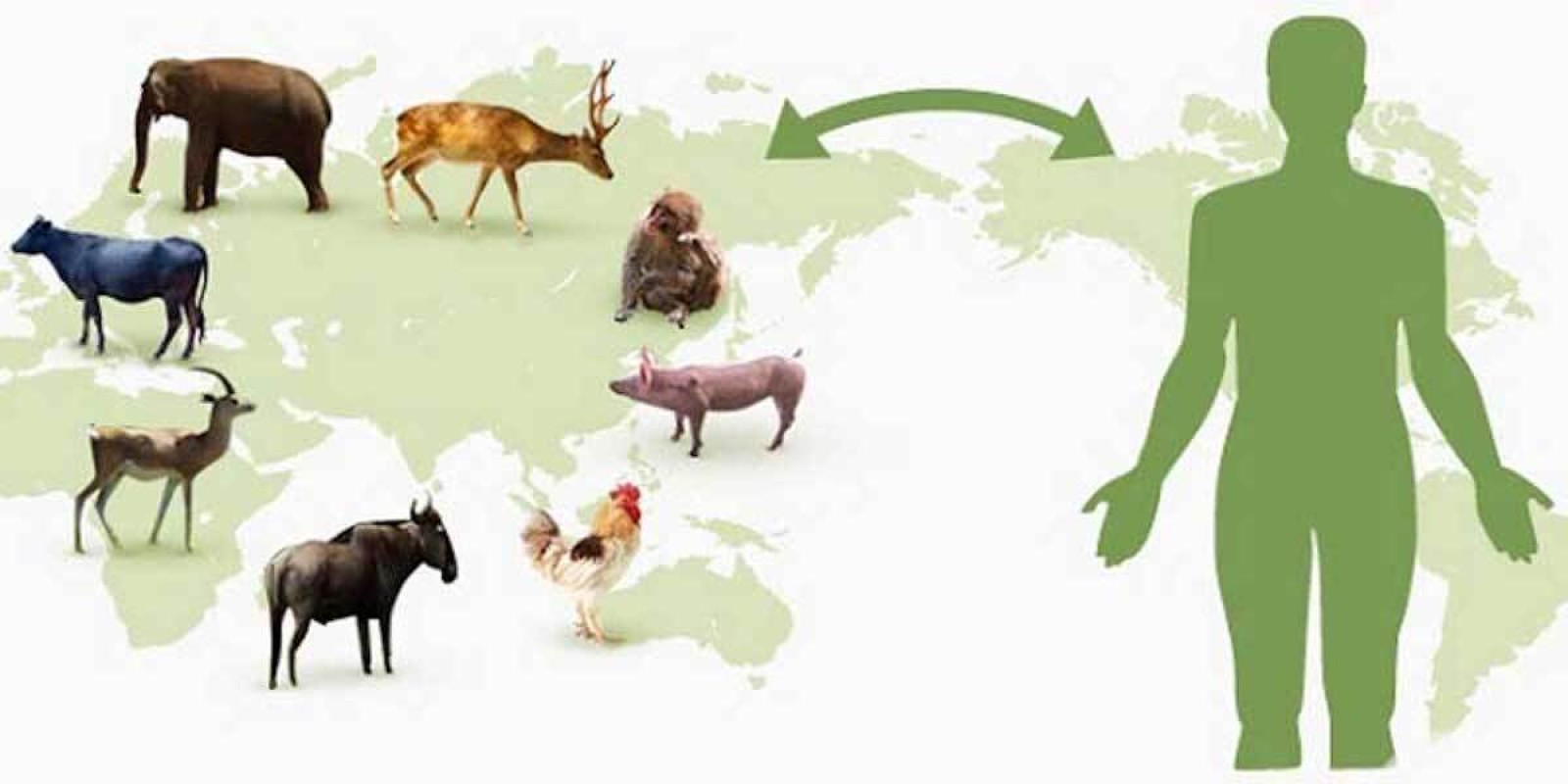 آیا سیرک حیوان آزاری است ؟
